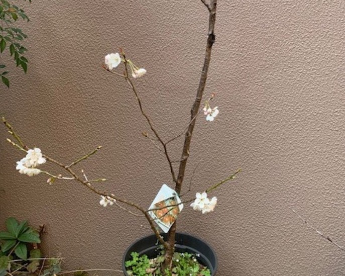 春の訪れか・・・暖冬か・・・。