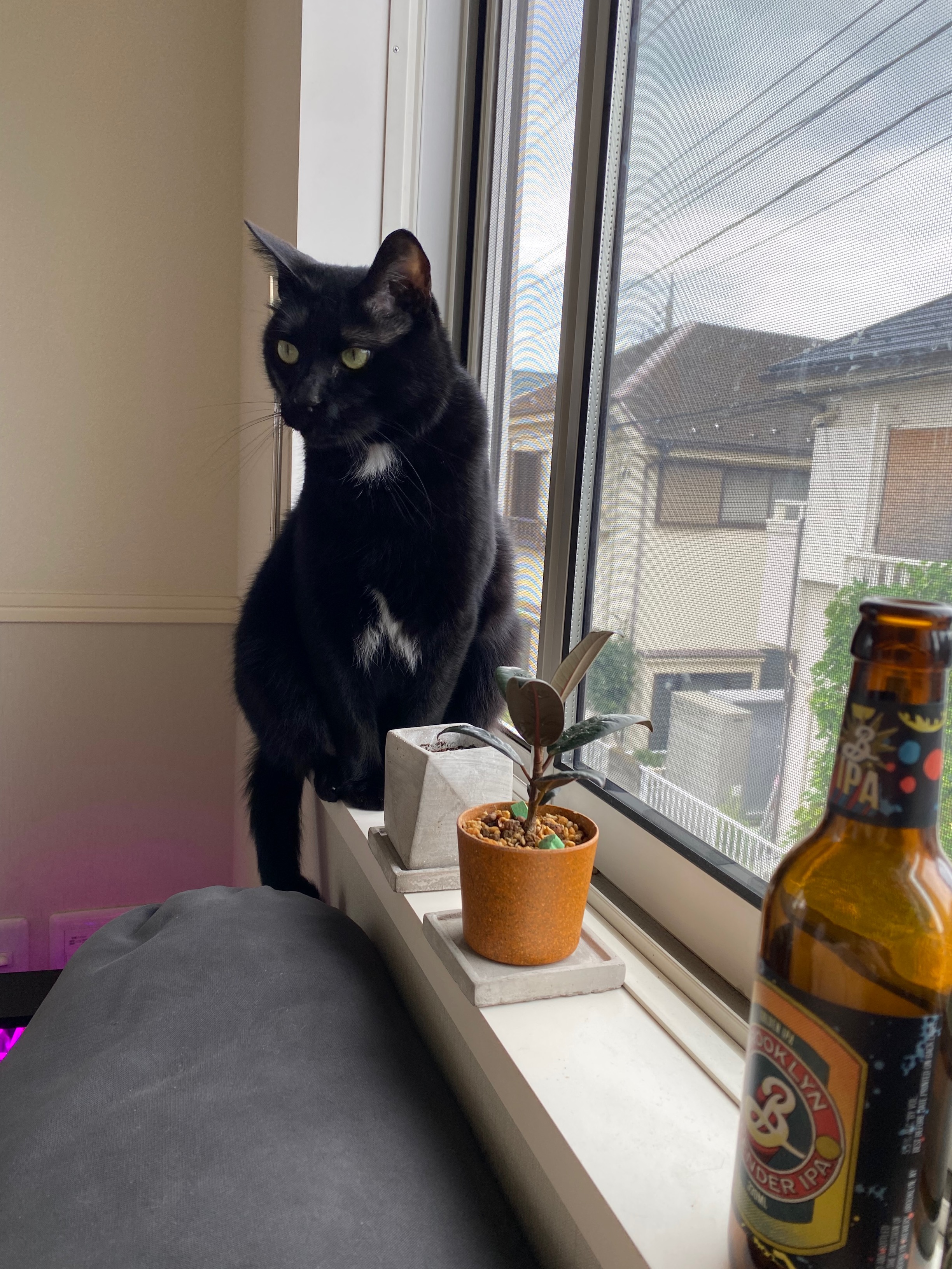 植物にハマる。